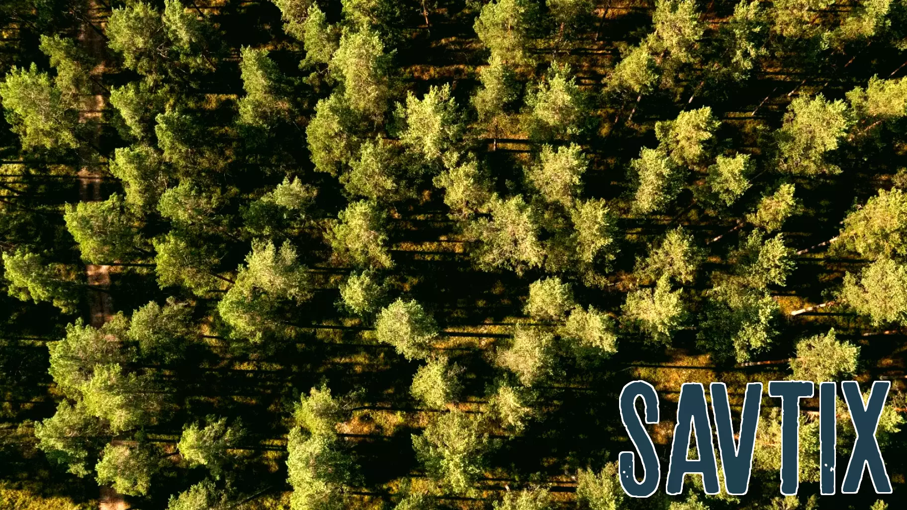 Evaluating the Effectiveness of ESG Scores in Portfolio Construction