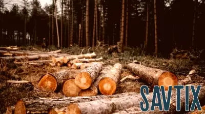 Weyerhaeuser Co (WY) Stock Outlook: What Happened in Q1?